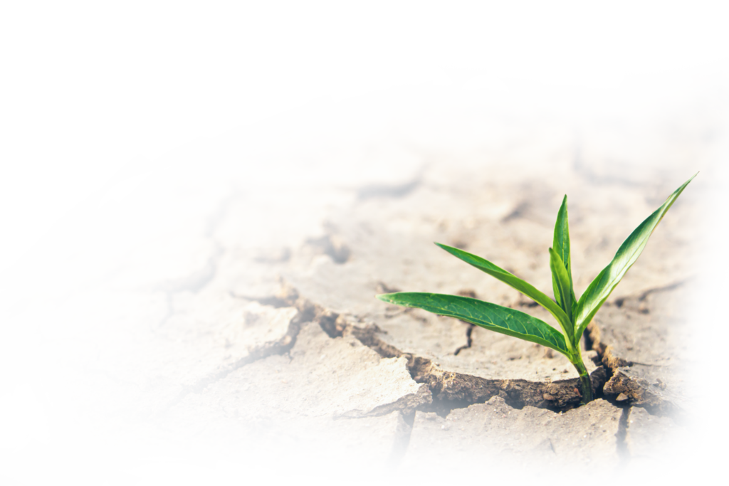 The plant grows in dry soil